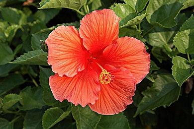 《真女神转生5》恶魔介绍：北美原住民神话中的闪电鸟